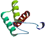 Caudal Type Homeobox Transcription Factor 4 (CDX4)