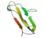 Cell Adhesion Molecule 4 (CADM4)