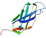 Cell Adhesion Molecule Related/Down Regulated By Oncogenes (ORCAM)