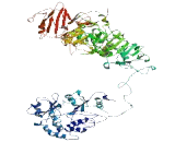 Cell Division Cycle Associated Protein 2 (CDCA2)