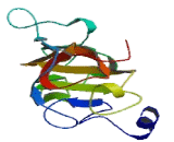 Cell Division Cycle Associated Protein 3 (CDCA3)