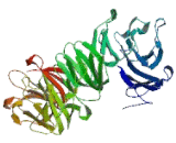 Cell Division Cycle Protein 20 (CDC20)