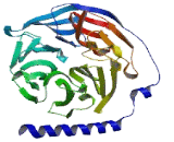 Cell Division Cycle Protein 20B (CDC20B)