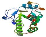 Cell Division Cycle Protein 25B (CDC25B)