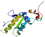 Cell Division Cycle Protein 25C (CDC25C)