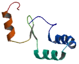 Cell Division Cycle Protein 26 (CDC26)