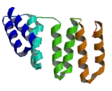 Cell Division Cycle Protein 27 (CDC27)