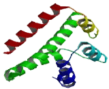 Cell Division Cycle Protein 37 Like Protein 1 (CDC37L1)