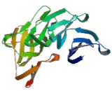 Cell Division Cycle Protein 40 (CDC40)