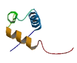 Cell Division Cycle Protein 5 Like Protein (CDC5L)