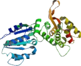 Cell Division Cycle Protein 6 (CDC6)