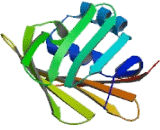 Cellular Retinoic Acid Binding Protein 2 (CRABP2)