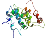 Cementum Protein 1 (CEMP1)