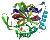 Serpin Peptidase Inhibitor Clade A Member 9 (SERPINA9)