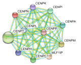 Centromere Protein N (CENPN)