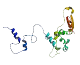 Centromere Protein P (CENPP)