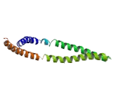 Centromere Protein S (CENPS)