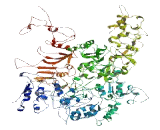 Centrosomal Protein 192kDa (CEP192)