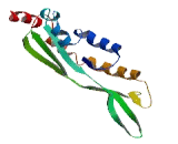 Centrosomal Protein 27kDa (CEP27)