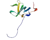 Centrosomal Protein 350kDa (CEP350)