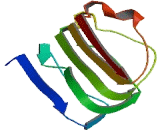 Centrosomal Protein 97kDa (CEP97)