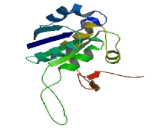 Ceramide Kinase (CERK)