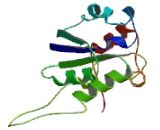 Ceramide Kinase Like Protein (CERKL)