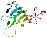 Cerebellar Degeneration Related Protein 1 (CDR1)