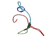 Cerebral Endothelial Cell Adhesion Molecule (CERCAM)