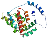 Ceroid Lipofuscinosis Neuronal Protein 6 (CLN6)