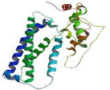 Ceroid Lipofuscinosis Neuronal Protein 8 (CLN8)