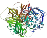 Ceruloplasmin (CP)