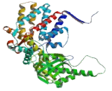 Chaperonin Containing TCP1, Subunit 2 (CCT2)