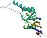 Chaperonin Containing TCP1, Subunit 3 (CCT3)