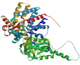 Chaperonin Containing TCP1, Subunit 6A (CCT6A)