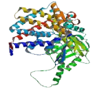 Chaperonin Containing TCP1, Subunit 7 (CCT7)