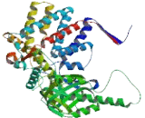 Chaperonin Containing TCP1, Subunit 8 (CCT8)