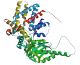 Chaperonin Containing TCP1, Subunit 8 Like Protein 2 (CCT8L2)