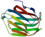 Charcot Leyden Crystal Protein (CLC)