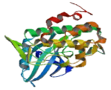 Checkpoint Kinase 1 (CHEK1)