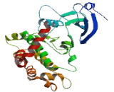 Checkpoint Kinase 2 (CHEK2)