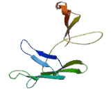 Checkpoint With Forkhead And Ring Finger Domains Protein (CHFR)