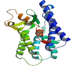 Chemokine C-C-Motif Receptor 1 (CCR1)