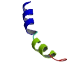 Chemokine C-C-Motif Receptor 7 (CCR7)