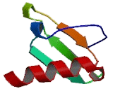 Chemokine C-Motif Ligand 2 (XCL2)