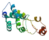 Chemokine Like Factor Superfamily 5 (CKLFSF5)