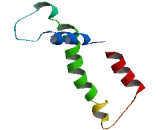 Chemokine Like Factor Superfamily 8 (CKLFSF8)