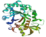 Chitinase, Acidic (CHIA)