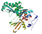 Chitinase Domain Containing Protein 1 (CHID1)