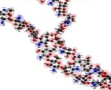 Chitosan (CTS)